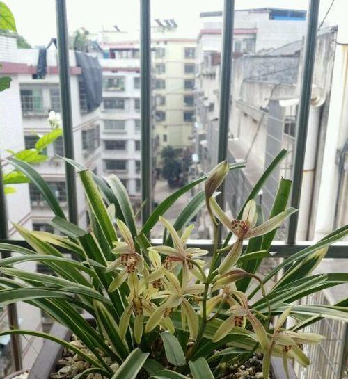 深红双色牡丹花养护方法是什么？