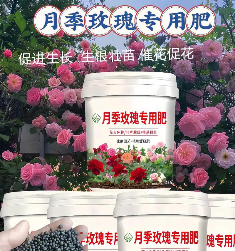 黄叶玫瑰花专用催芽肥料有哪些？