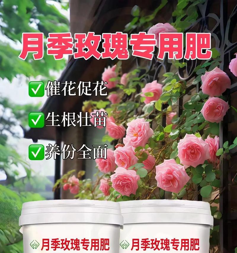 黄叶玫瑰花专用催芽肥料有哪些？