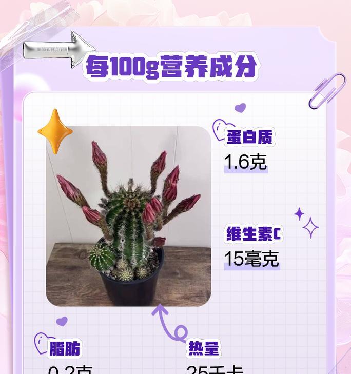 仙人掌涂鸦盆景养护管理技巧是什么？