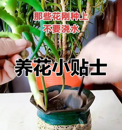 仙人掌冬季浇水不干的解决方法是什么？