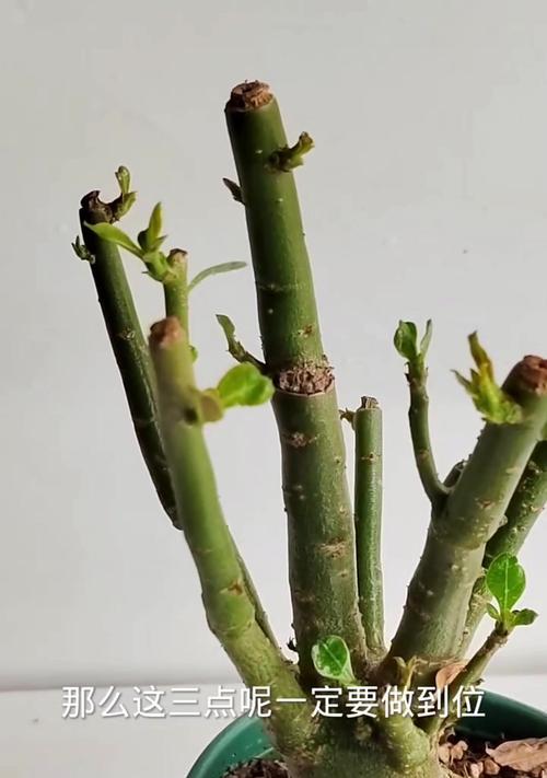 玫瑰花急掉叶子的原因是什么？