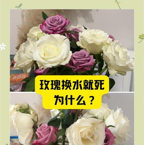 玫瑰花急掉叶子的原因是什么？