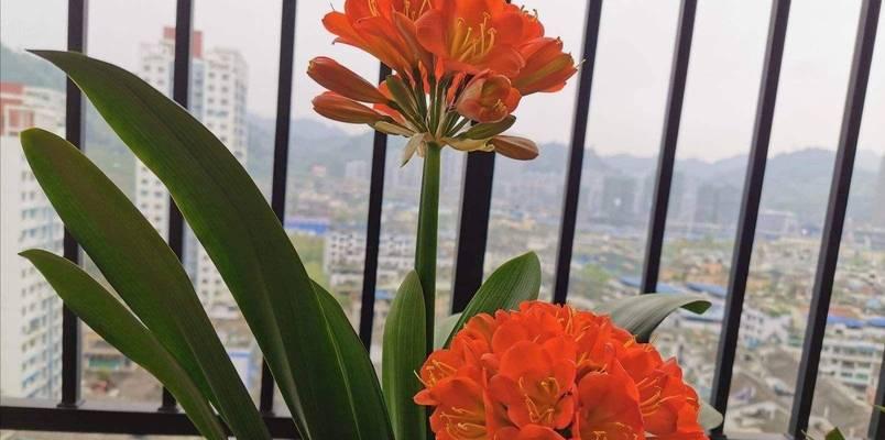 铜花绿心君子兰苗的养护方法是什么？