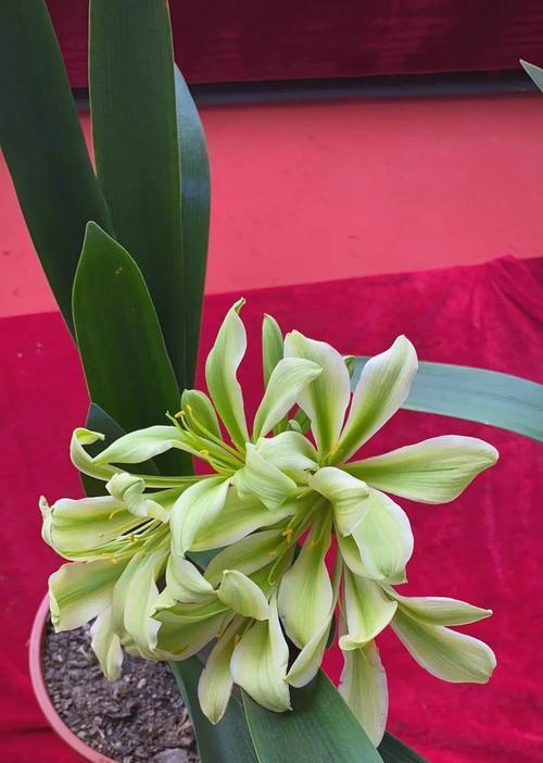 铜花绿心君子兰苗的养护方法是什么？