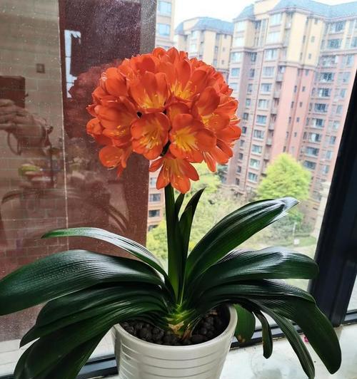 铜花绿心君子兰苗的养护方法是什么？