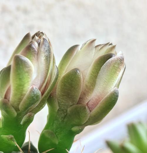 多棱玉仙人球授粉的方法是什么？