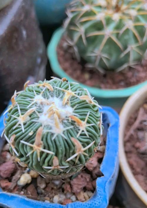 多棱玉仙人球授粉的方法是什么？