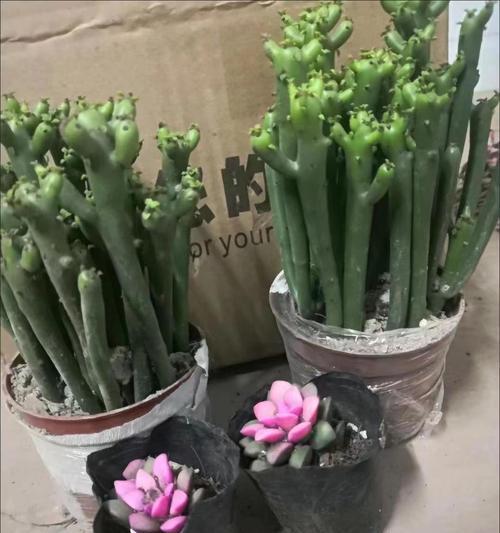 仙人掌室内摆放的最佳方位是什么？