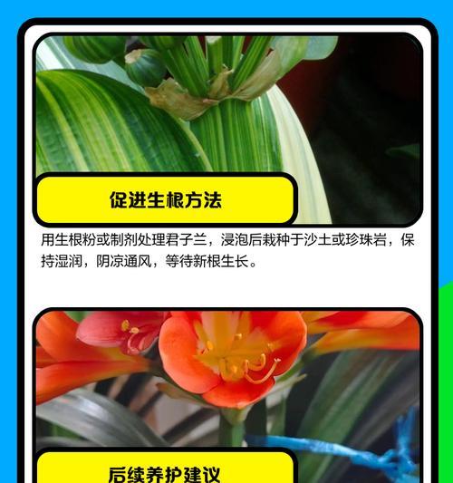 君子兰叶子焦尖的处理方法是什么？