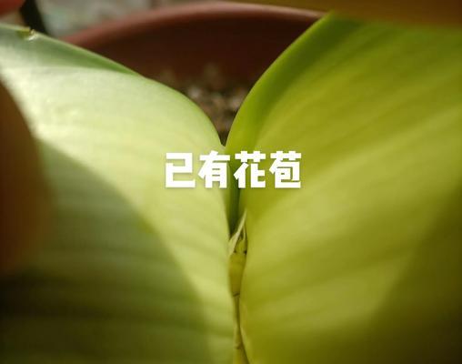 君子兰叶子焦尖的处理方法是什么？