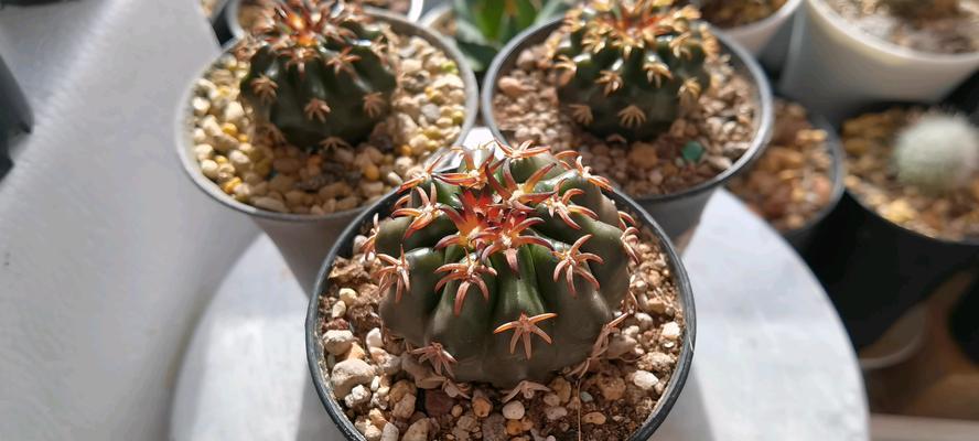 植物仙人球圆形的含义是什么？