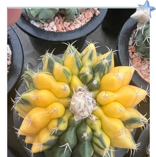 植物仙人球圆形的含义是什么？