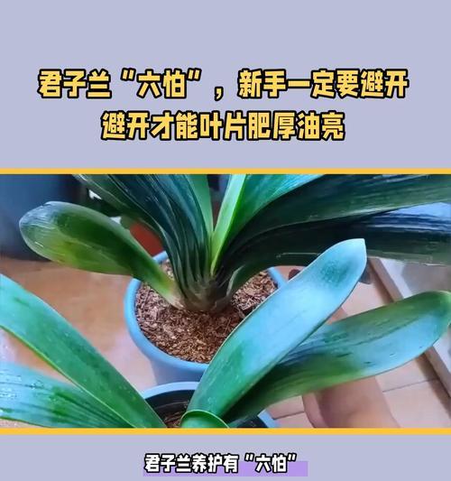 君子兰7片叶的养护管理方法是什么？