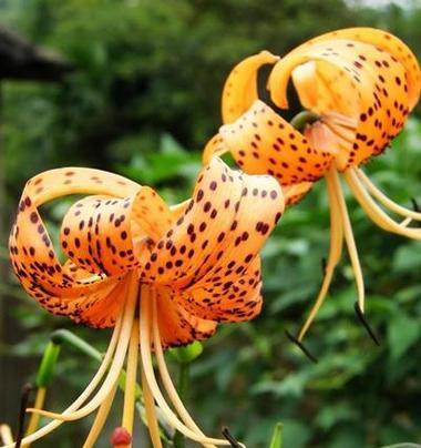 百合花的故事及其花语是什么？
