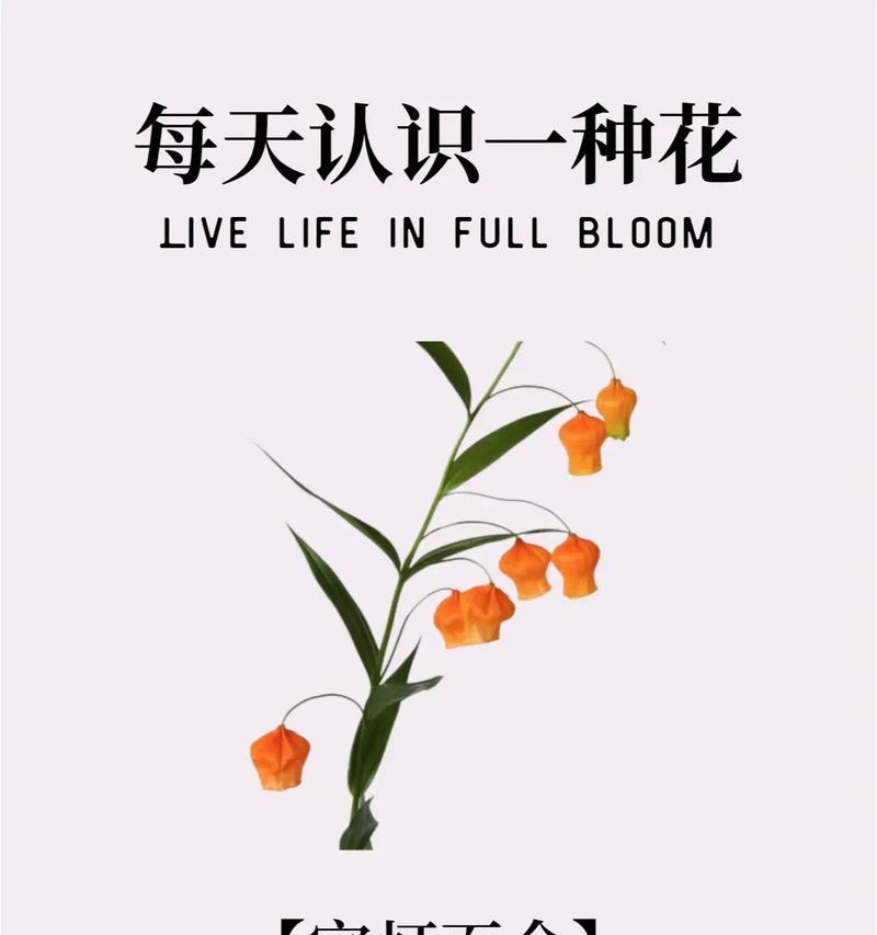 百合花的故事及其花语是什么？