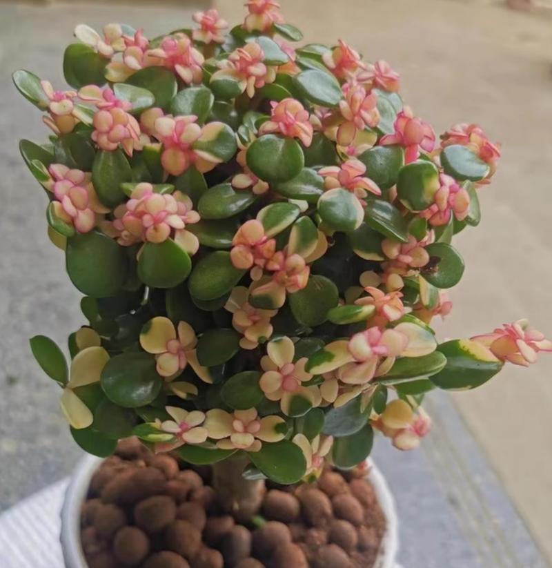 金枝玉叶鲜切花代表什么？如何正确养护？