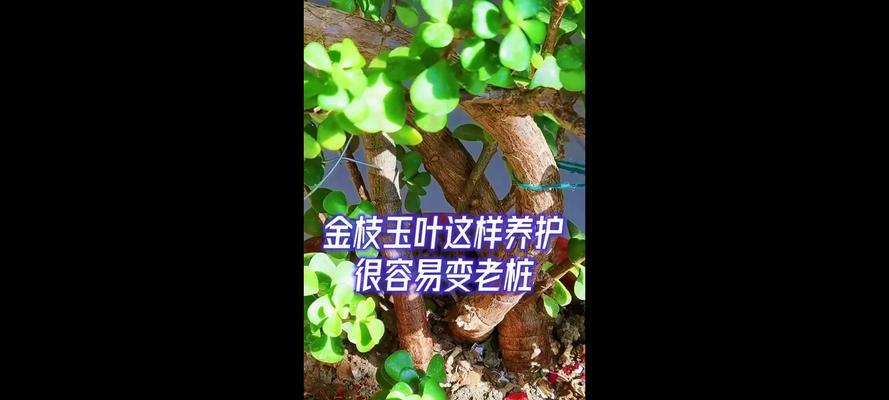 金枝玉叶鲜切花代表什么？如何正确养护？