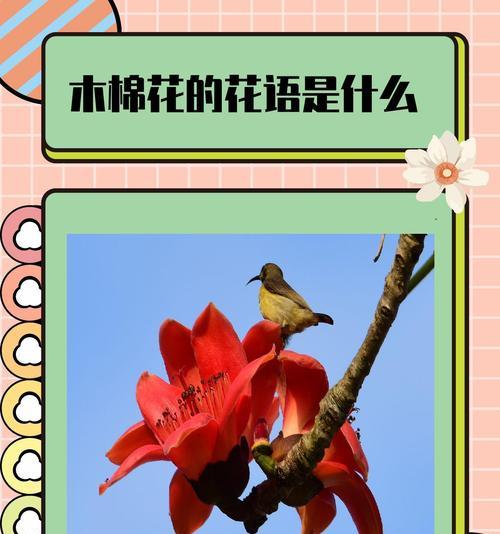 木棉花的花语和寓意是什么？