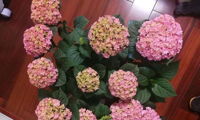 绣球花在太阳神殿中代表什么？