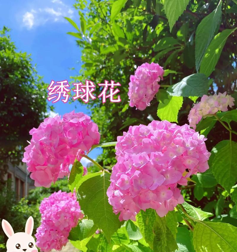 绣球花在太阳神殿中代表什么？