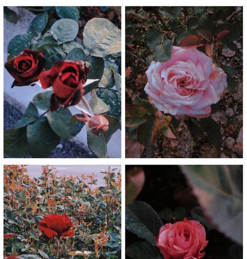 玫瑰与月季花语有何不同？如何鉴别？