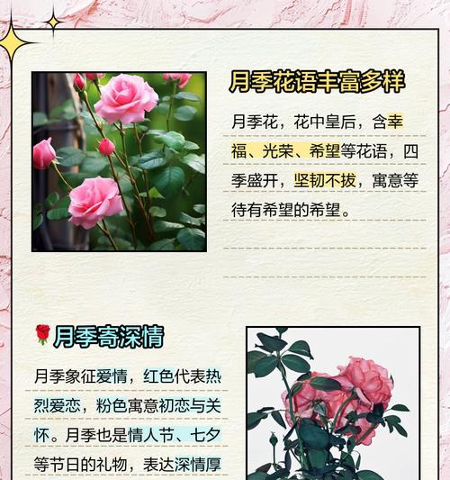 玫瑰与月季花语有何不同？如何鉴别？