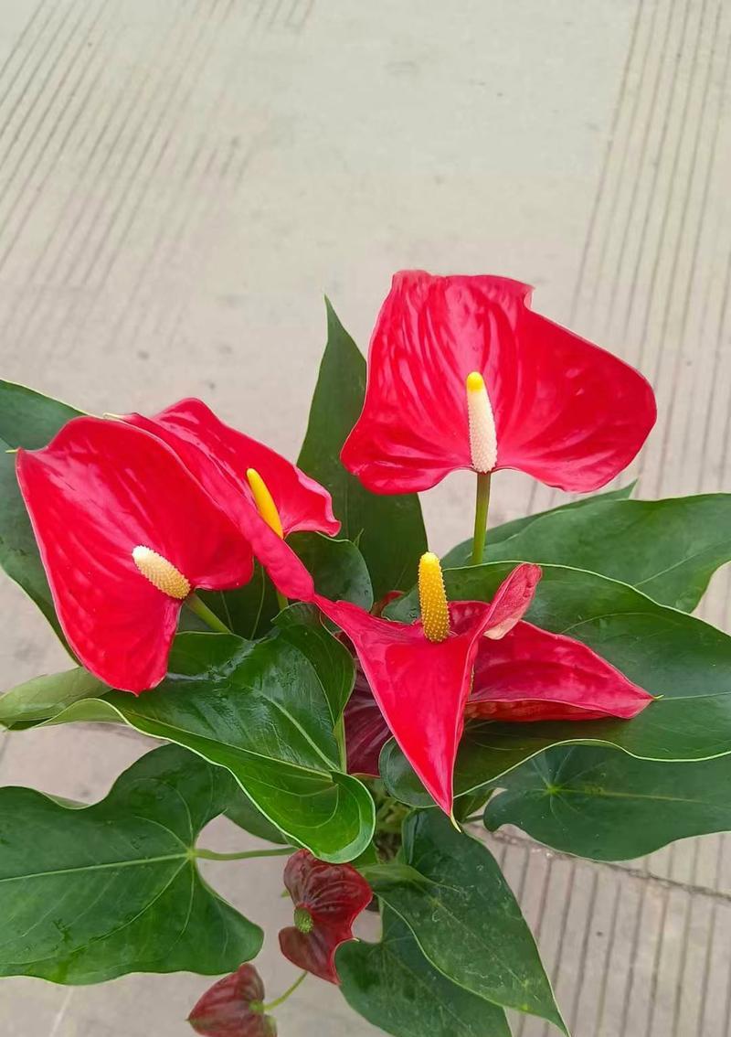 红掌花语有哪些？红掌象征着什么？