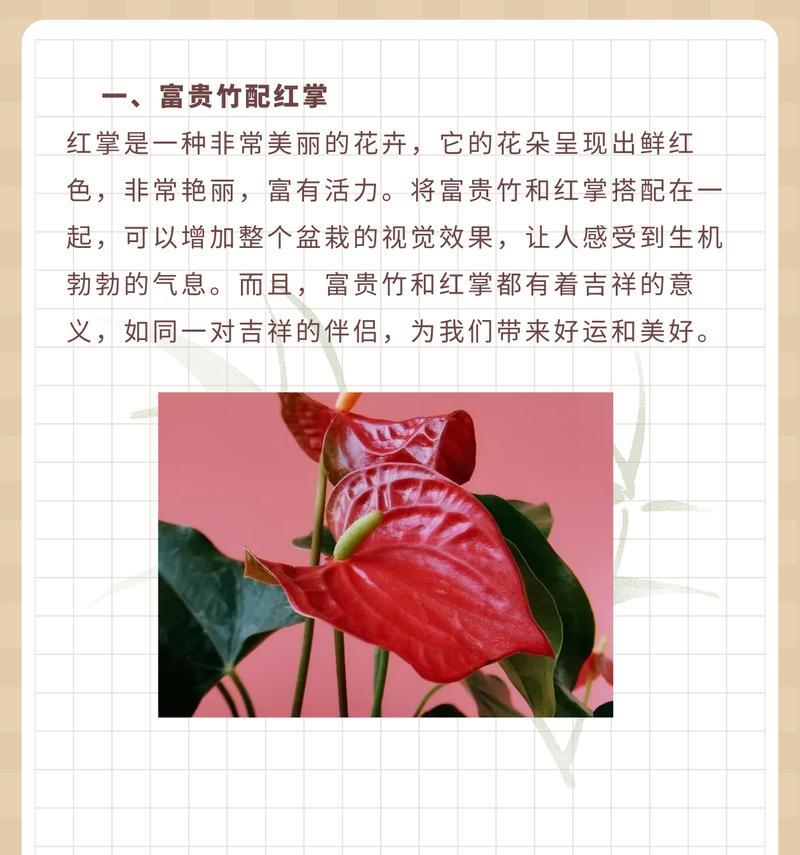 红掌花语有哪些？红掌象征着什么？