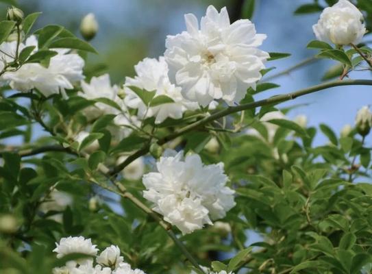 荼靡花的花语是什么？荼靡花象征着什么？