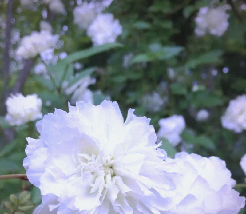 荼靡花的花语是什么？荼靡花象征着什么？