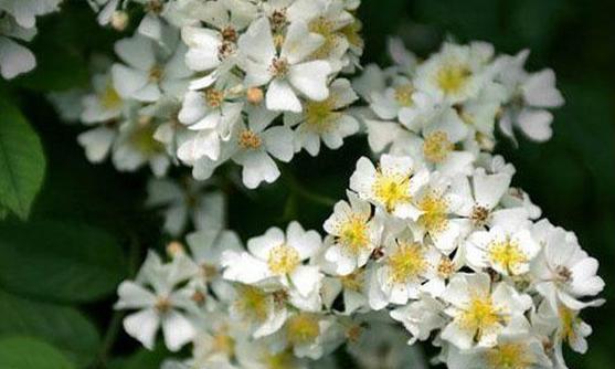 荼靡花的花语是什么？荼靡花象征着什么？