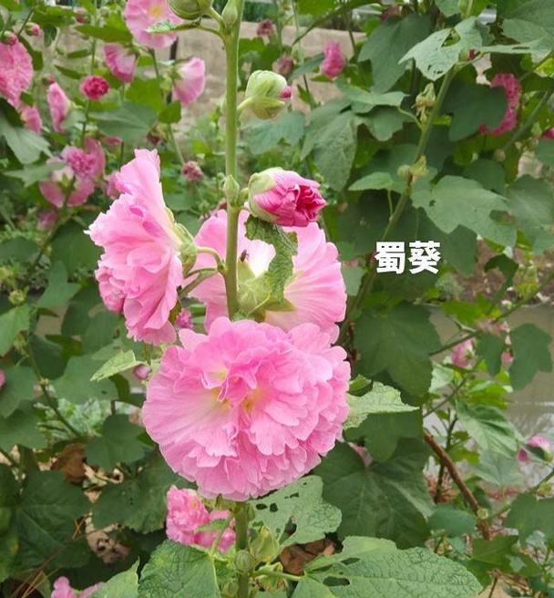 蜀葵花的花语是什么？蜀葵花象征着什么？