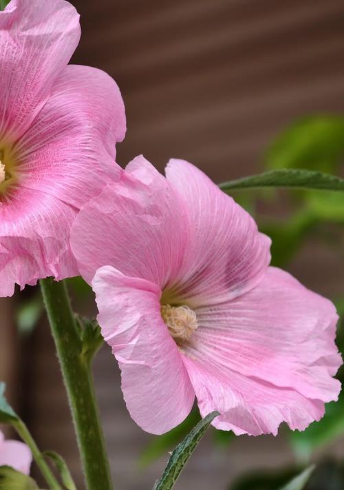 蜀葵花的花语是什么？蜀葵花象征着什么？