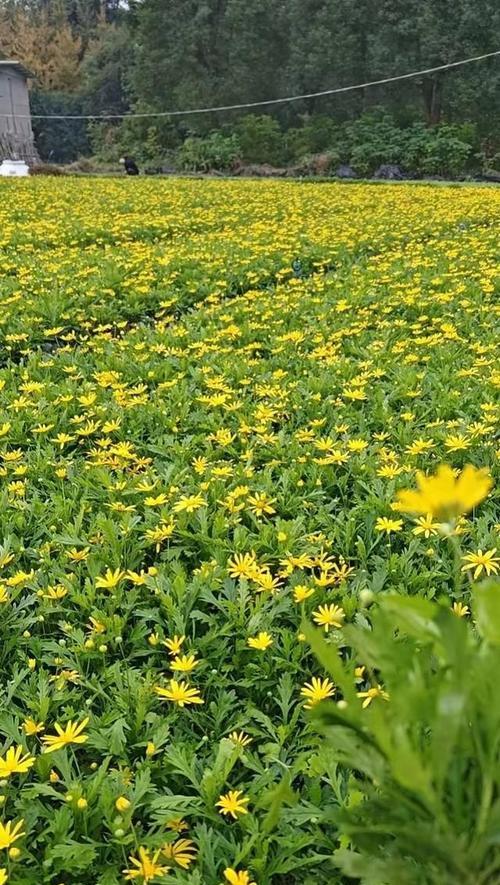 春菊的花语有何含义？春菊象征着什么？