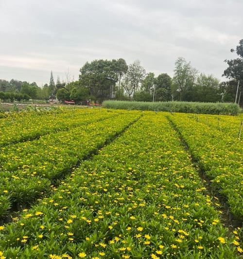 春菊的花语有何含义？春菊象征着什么？