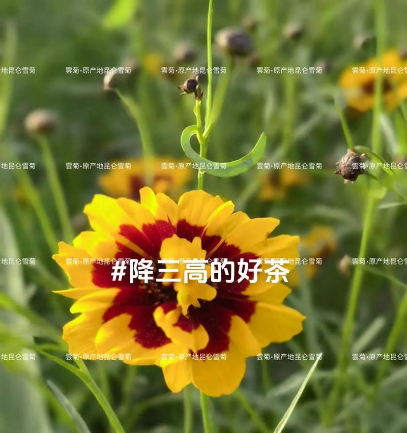 春菊的花语有何含义？春菊象征着什么？