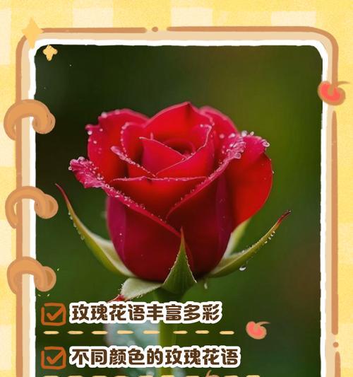 花的花语有哪些？花的故事和寓意是什么？