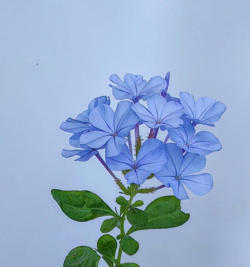 蓝花丹的花语是什么？蓝花丹象征着什么？