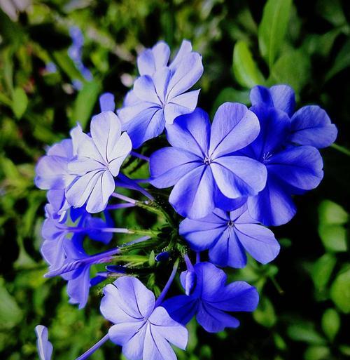 蓝花丹的花语是什么？蓝花丹象征着什么？