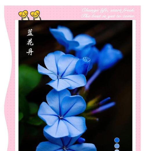 蓝花丹的花语是什么？蓝花丹象征着什么？