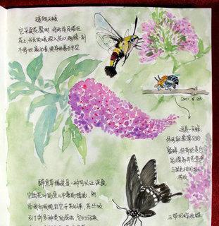 如何制作绿萝花语牌手抄报？步骤和要点是什么？