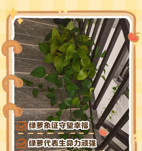 如何制作绿萝花语牌手抄报？步骤和要点是什么？
