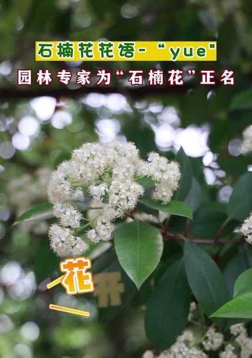 石兰花的花语有哪些特别之处？