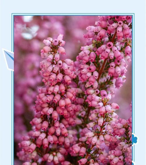 石兰花的花语有哪些特别之处？