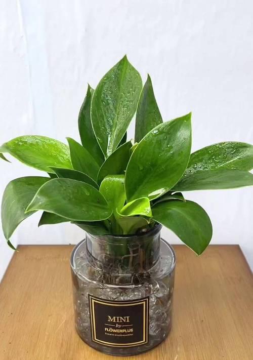 金钻植物的花语有哪些含义？