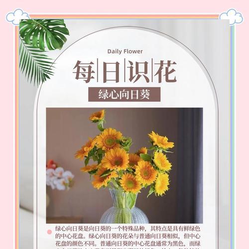 情人草与向日葵搭配的花语是什么？