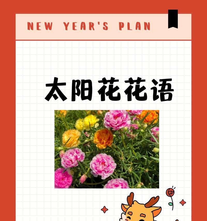 情人草与向日葵搭配的花语是什么？
