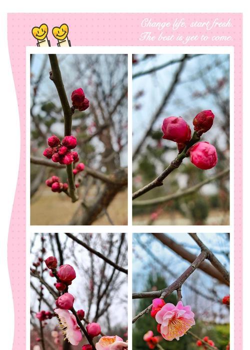 梅花的花语寓意和象征意义是什么？
