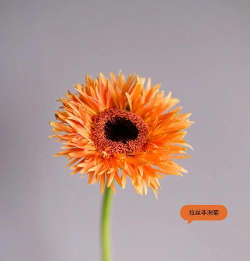 橙色海芋花的花语是什么？它代表了什么？